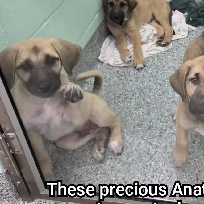 A baby large-sized male Anatolian Shepherd dog named Emmitt for adoption in Plano, TX