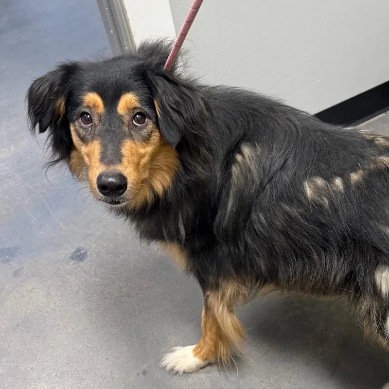 An adult medium-sized female Black Collie dog named Honey for adoption in Normal, IL