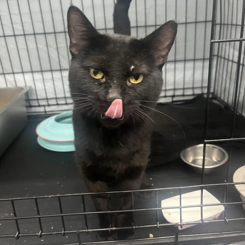 A young medium-sized male Black Domestic Short Hair cat named Thackery for adoption in Bismarck, ND