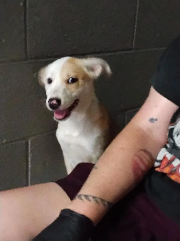 A baby small-sized female Hound dog named Honey for adoption in Ada, OK