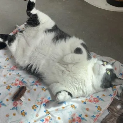A young extra large-sized male Domestic Short Hair cat named Pancake for adoption in Janesville, WI