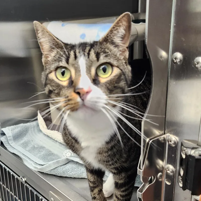 An adult large-sized male Brown / Chocolate Domestic Short Hair cat named Gus for adoption in Columbia Station, OH