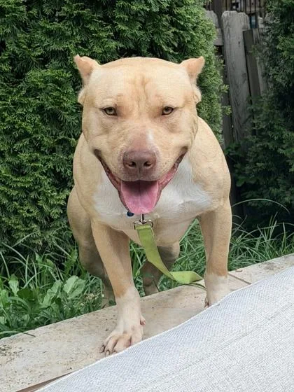 An adult medium-sized male Pit Bull Terrier dog named Tevy for adoption in Atlanta, GA