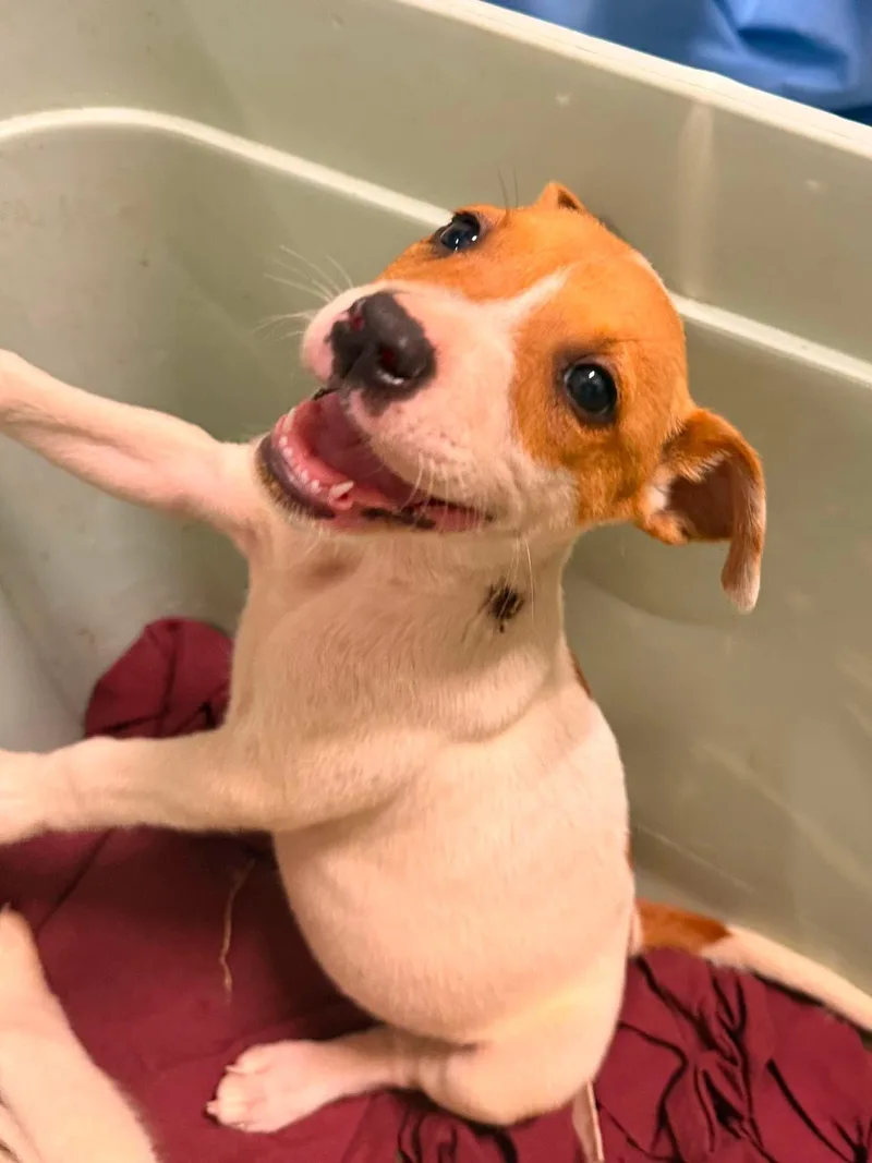 A baby medium-sized female Jack Russell Terrier dog named Goalie for adoption in Holly Springs, NC