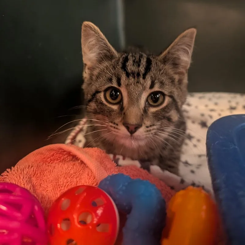 A baby small-sized male Gray / Blue / Silver Domestic Short Hair cat named Honda for adoption in Jasper, IN