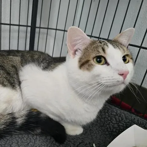 An adult medium-sized male Tabby (Gray / Blue / Silver) Domestic Short Hair cat named Tuffnut for adoption in Winthrop, ME