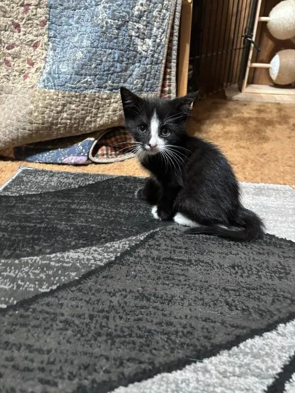 A young medium-sized male Domestic Short Hair cat named Little Lee for adoption in Cortland, NY
