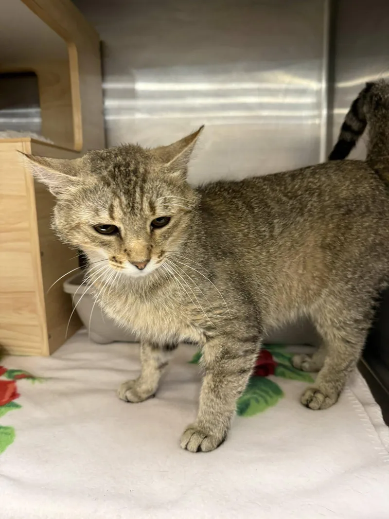 A baby medium-sized male Tabby cat named Beav for adoption in Clarksville, TN
