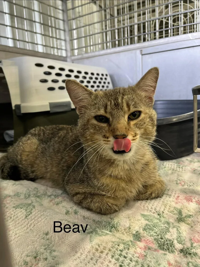 Beav thumbnail 5