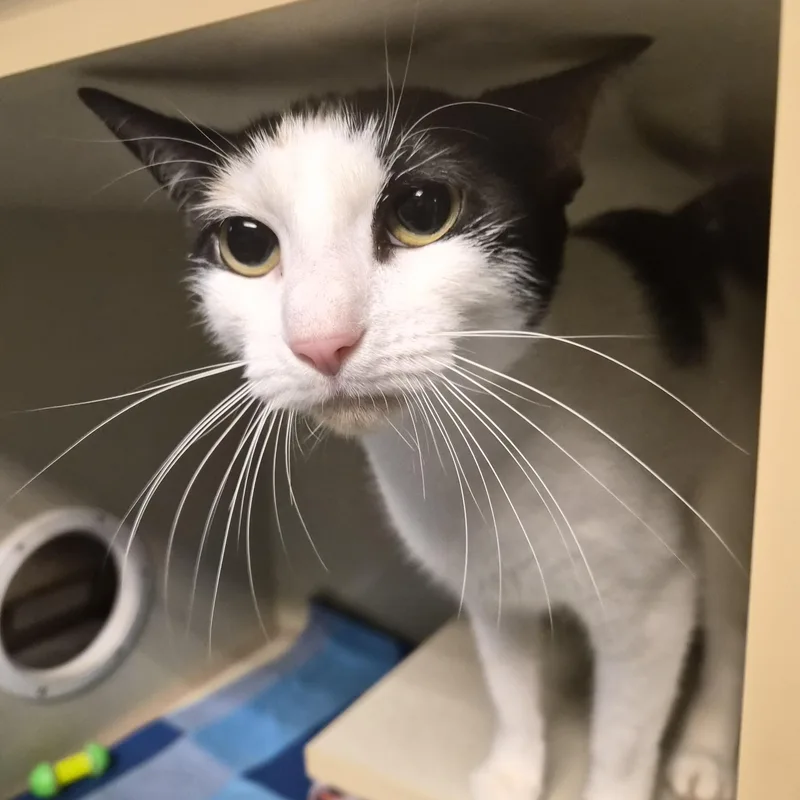 An adult small-sized female Domestic Short Hair cat named Harley for adoption in Cornelius, NC