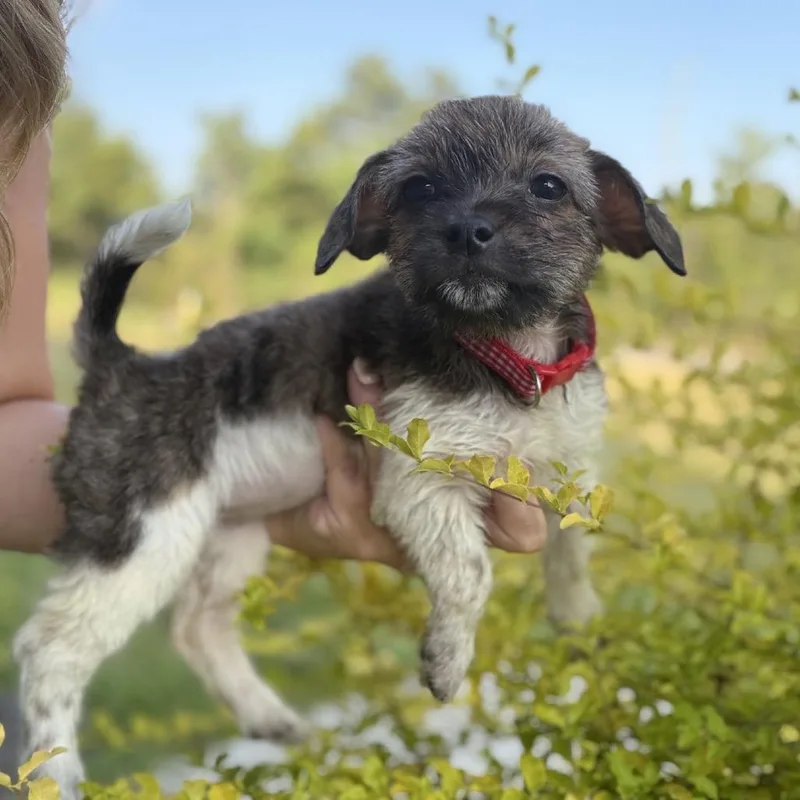 A baby small-sized female White / Cream Havanese dog named Alani for adoption in Baton Rouge, LA