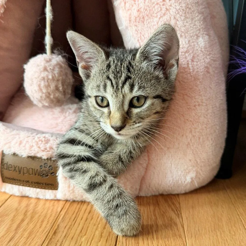 A baby medium-sized female Domestic Short Hair cat named Ptah for adoption in Candler, NC