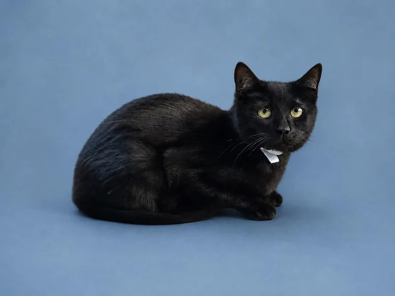 A baby small-sized female Black Domestic Short Hair cat named Le'Strange for adoption in Winnsboro, SC