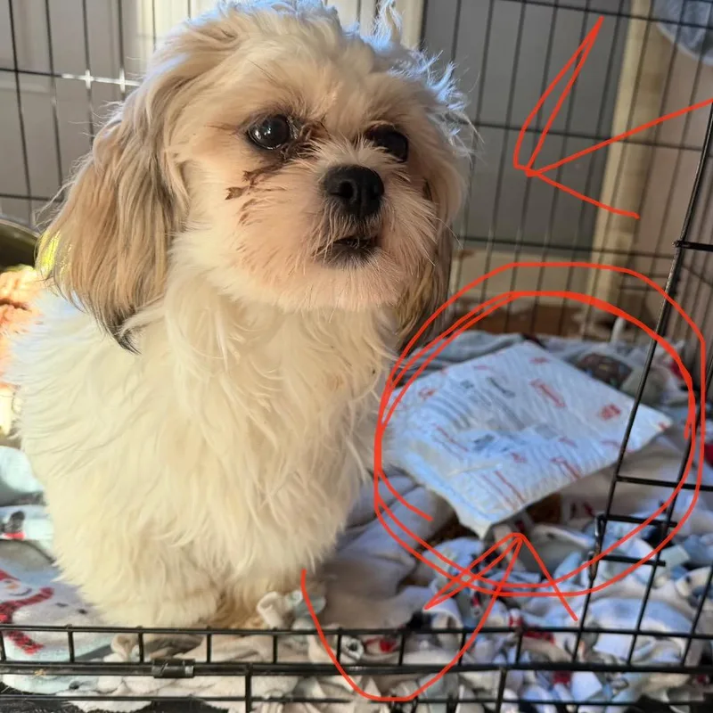 A young small-sized male White / Cream Shih Tzu dog named Binky for adoption in Rochester, MN