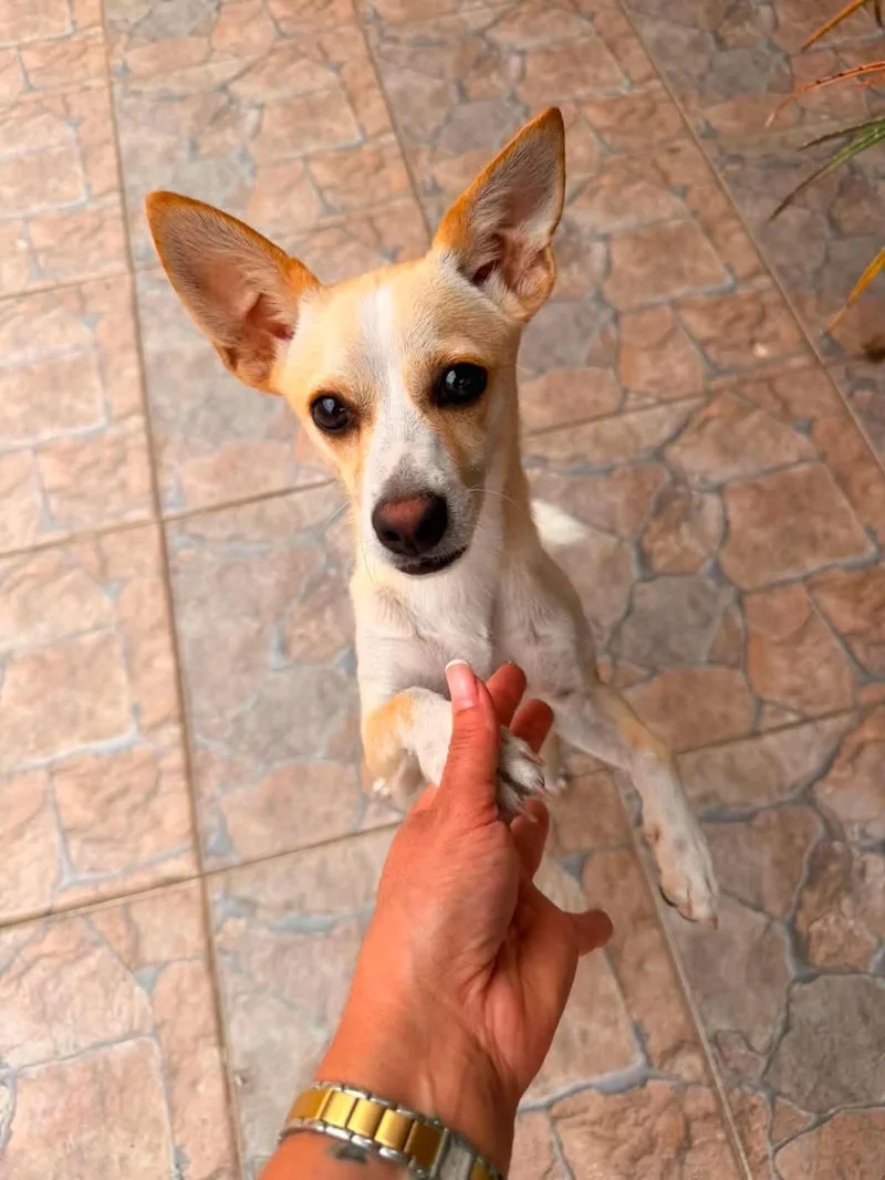 A young small-sized male Chihuahua dog named Maximiliano for adoption in Warren, NJ