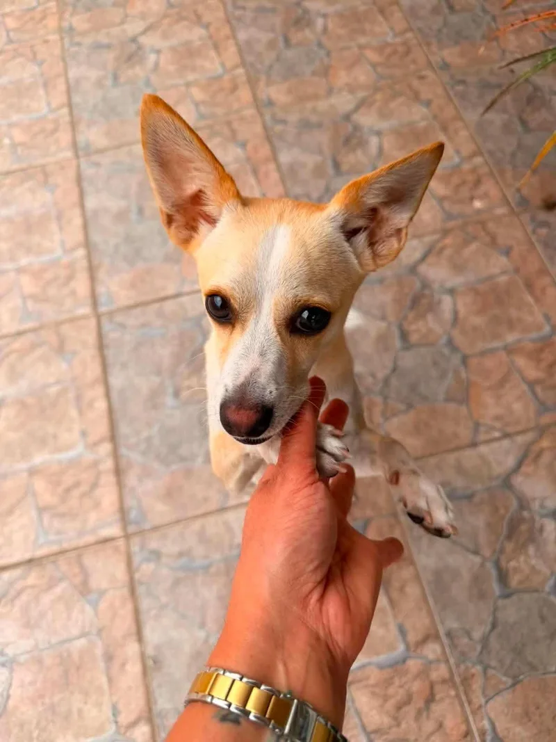 Maximiliano thumbnail 3