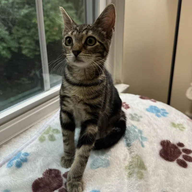 A baby small-sized female Tabby (Brown / Chocolate) Domestic Short Hair cat named Miley for adoption in Bridgeville, PA
