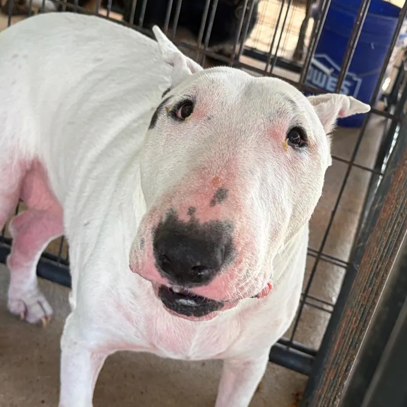 An adult medium-sized female Bull Terrier dog named Jazz for adoption in Lake Jackson, TX