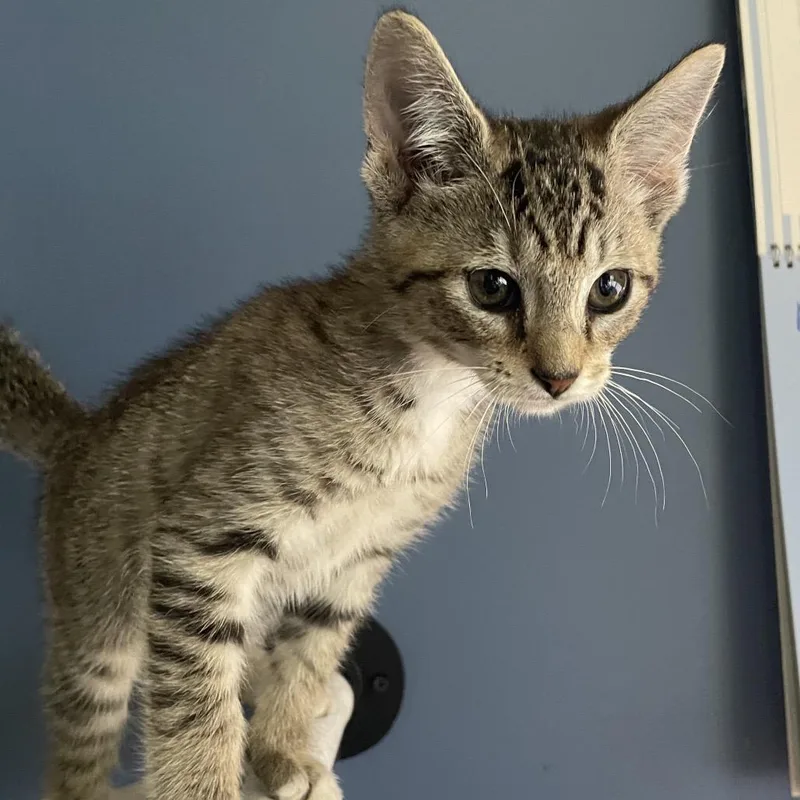 A baby small-sized male Brown / Chocolate Domestic Short Hair cat named Zalcor the Unbuilt for adoption in Fredericksburg, VA