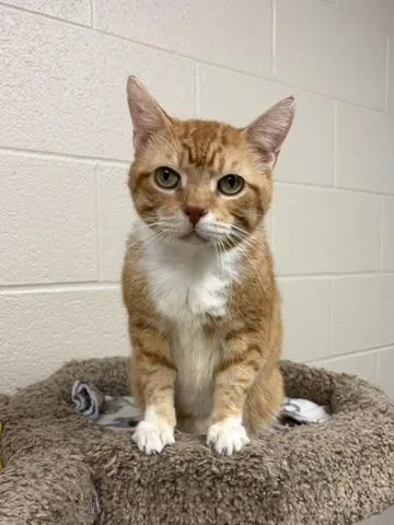 An adult medium-sized male Orange & White Domestic Short Hair cat named Rowan for adoption in Valparaiso, IN