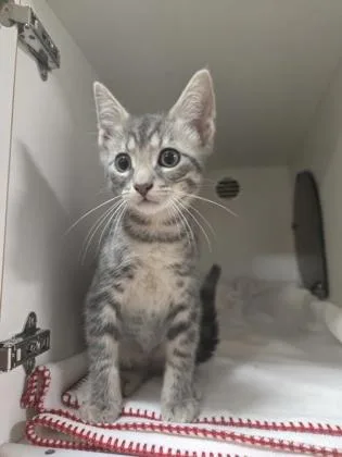 A baby small-sized male Domestic Short Hair cat named Oregano for adoption in Savannah, GA