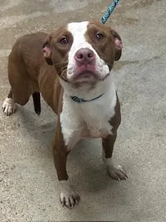 A baby medium-sized female Brown / Chocolate Pit Bull Terrier dog named Lacey for adoption in Cleveland, OH