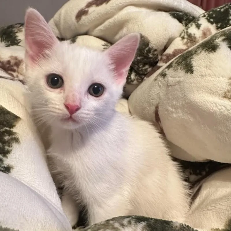 Tiabeanie