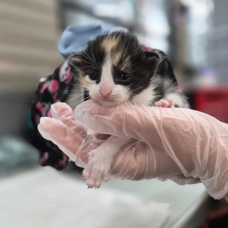 A baby small-sized female Black Domestic Short Hair cat named Caitlin for adoption in Bismarck, ND