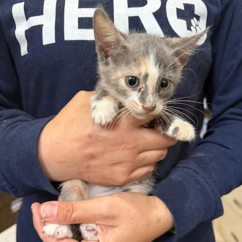A baby small-sized female Calico Domestic Short Hair cat named Naomi BEARStray for adoption in New Orleans, LA