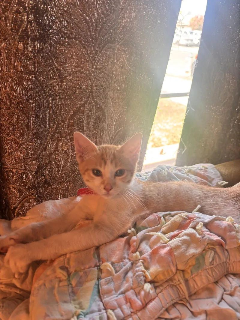 A baby medium-sized female Tabby cat named Rachel for adoption in Vallejo, CA