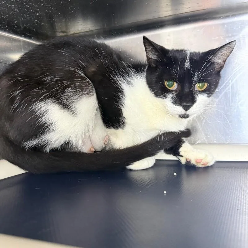 An adult medium-sized female Domestic Short Hair cat named Riley for adoption in Roanoke, VA