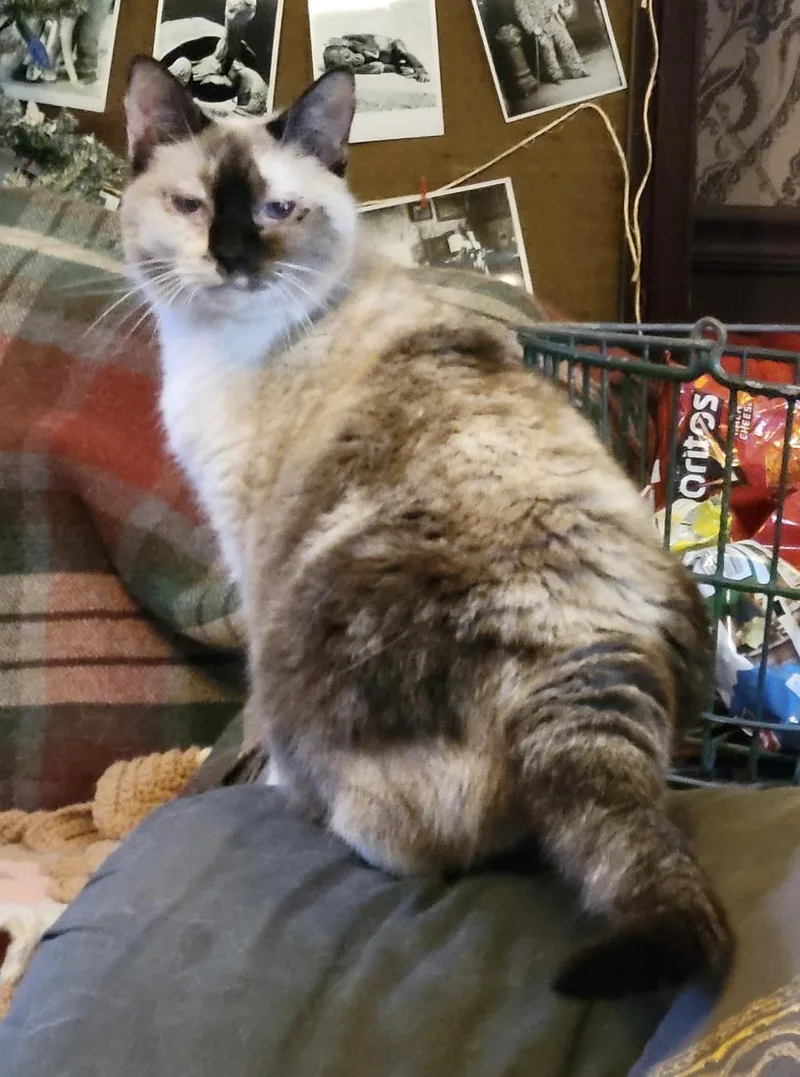 Izzy thumbnail 6