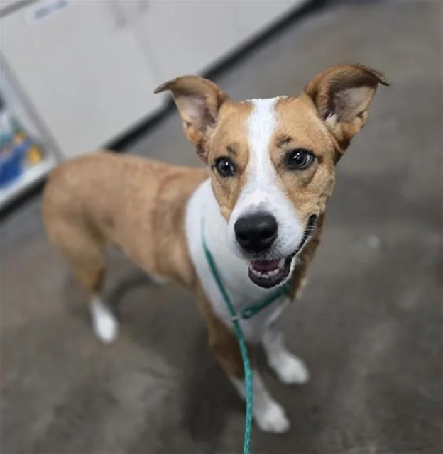 A young medium-sized female Mixed Breed dog named Cleo for adoption in Dallas, TX