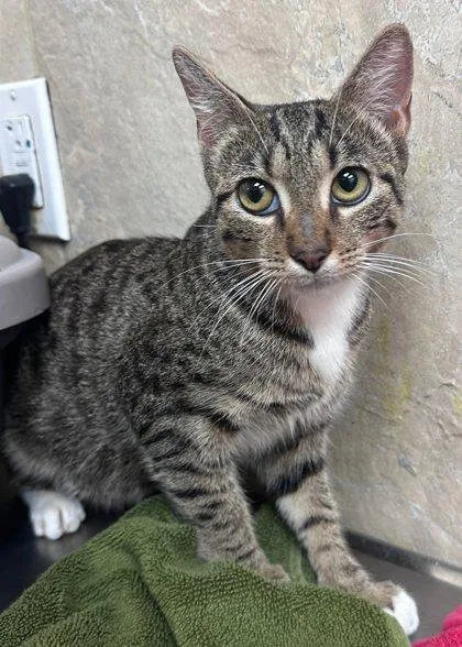An adult small-sized female Domestic Short Hair cat named Serenity for adoption in Honolulu, HI