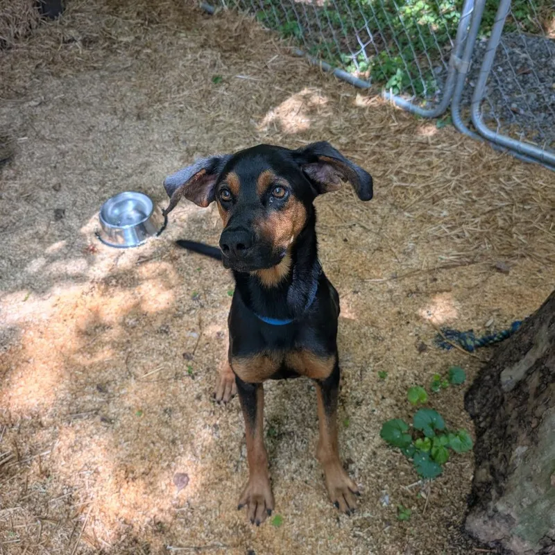 A young medium-sized male Black and Tan Coonhound dog named Bubba for adoption in Trenton, GA