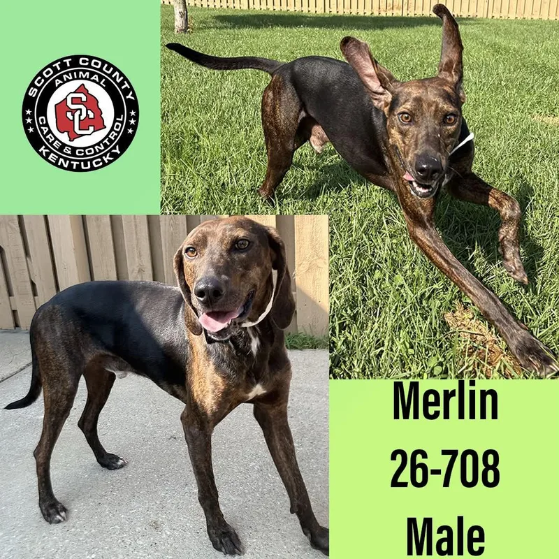 An adult large-sized male Plott Hound dog named Merlin for adoption in Georgetown, KY