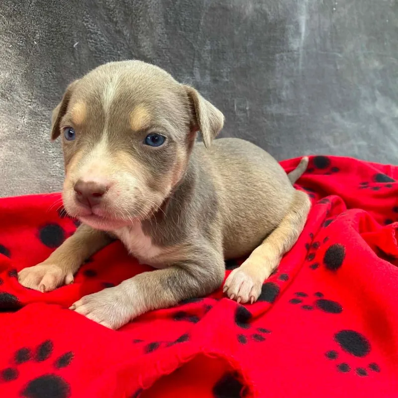 A baby small-sized female Brown / Chocolate Mixed Breed dog named Miss Liberty Bellyflops for adoption in Pulaski, TN