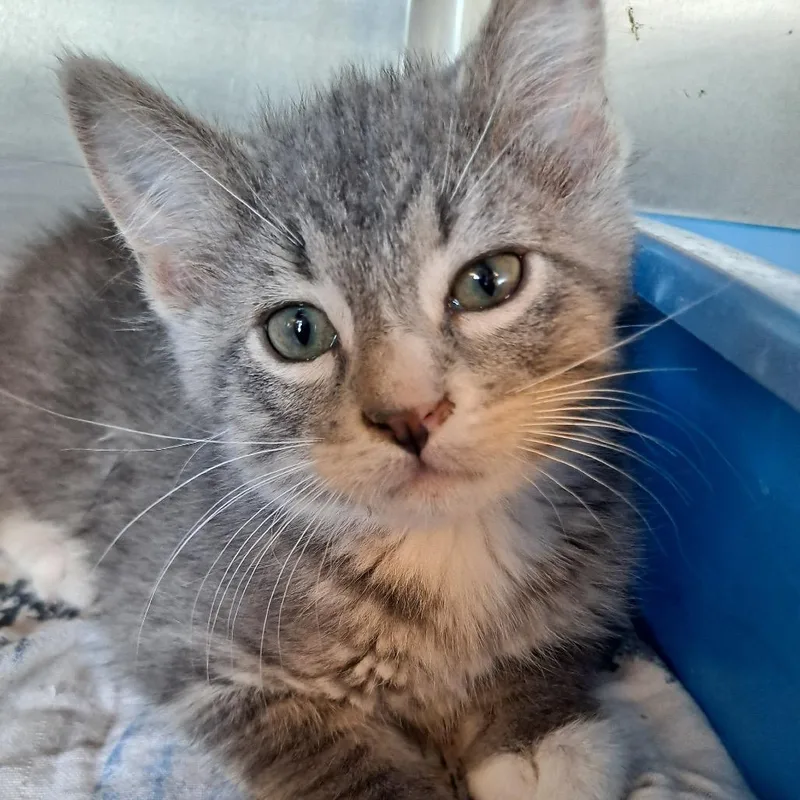 A baby small-sized male Gray / Blue / Silver Domestic Short Hair cat named Wolfsbane for adoption in Rock Falls, IL