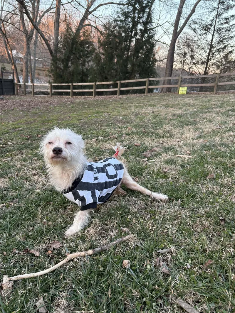 Mr. Green thumbnail 5