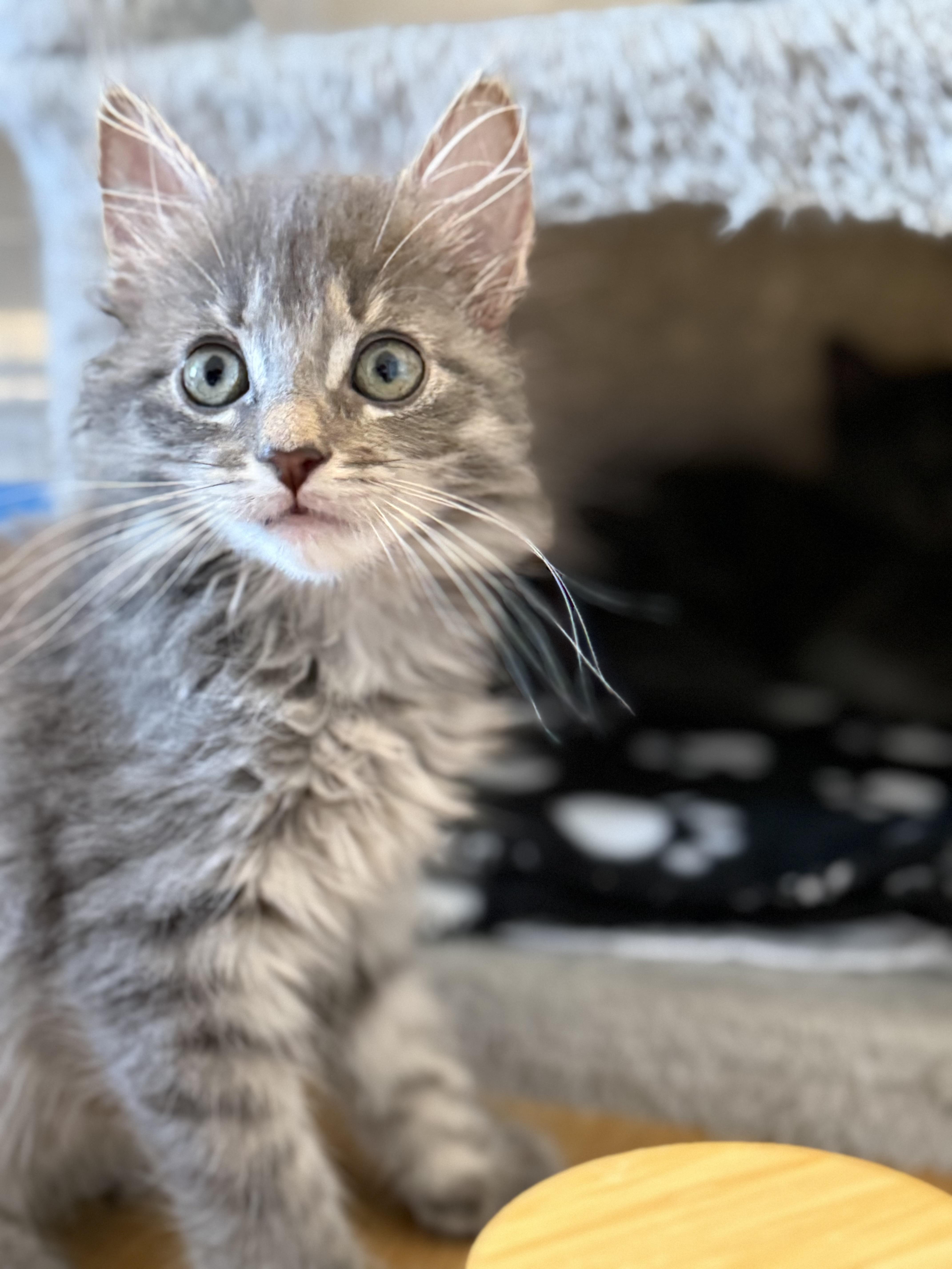A baby medium-sized female Tabby (Gray / Blue / Silver) Domestic Long Hair cat named Millie for adoption in Harrison, NY