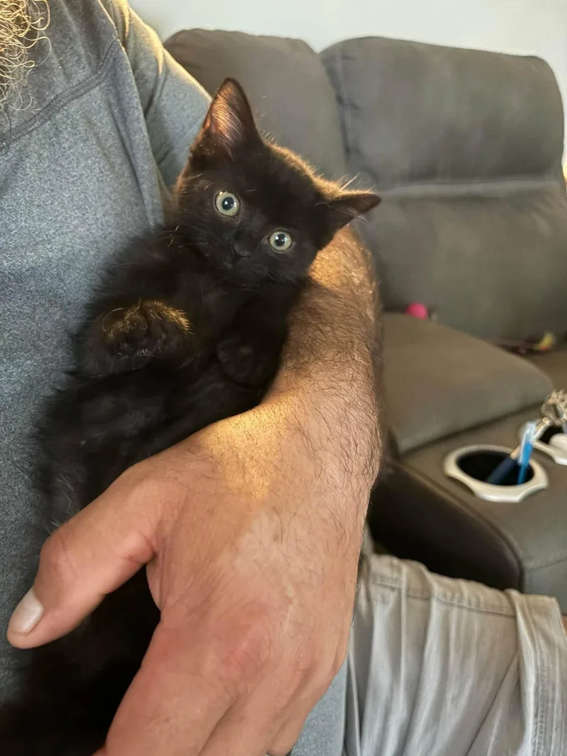 A baby medium-sized male Black Domestic Short Hair cat named Pantera for adoption in Cleveland, OH