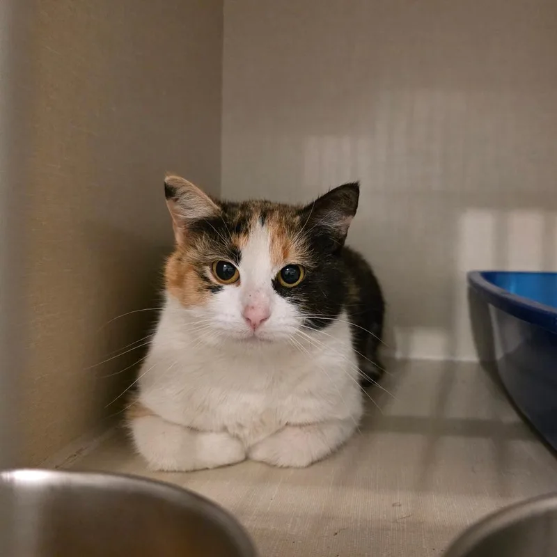 A young small-sized female Calico Domestic Short Hair cat named Felicia for adoption in Fort Worth, TX
