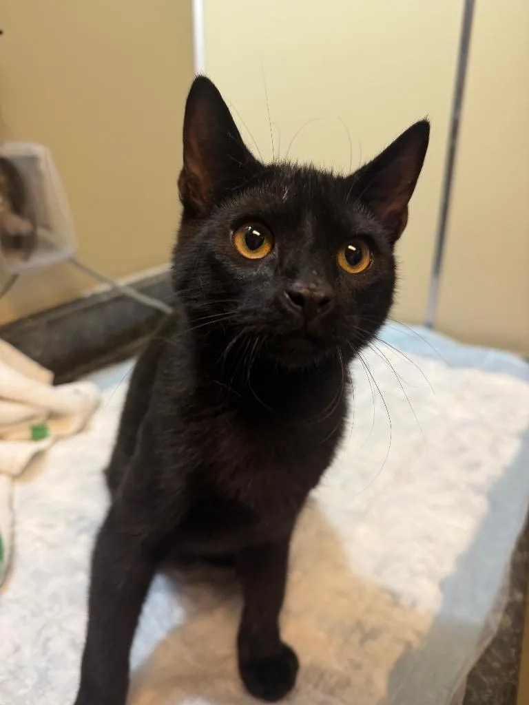 A baby medium-sized male Domestic Short Hair cat named Mikey for adoption in Pottsville, PA