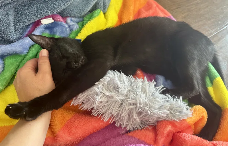 A baby small-sized male Black Bombay cat named Crunch for adoption in Houston, TX