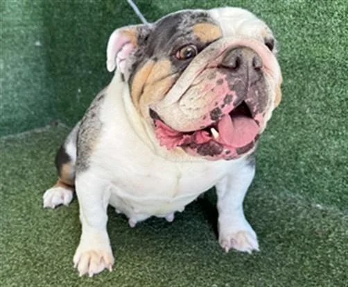 A young medium-sized female English Bulldog dog named A for adoption in Lancaster, CA