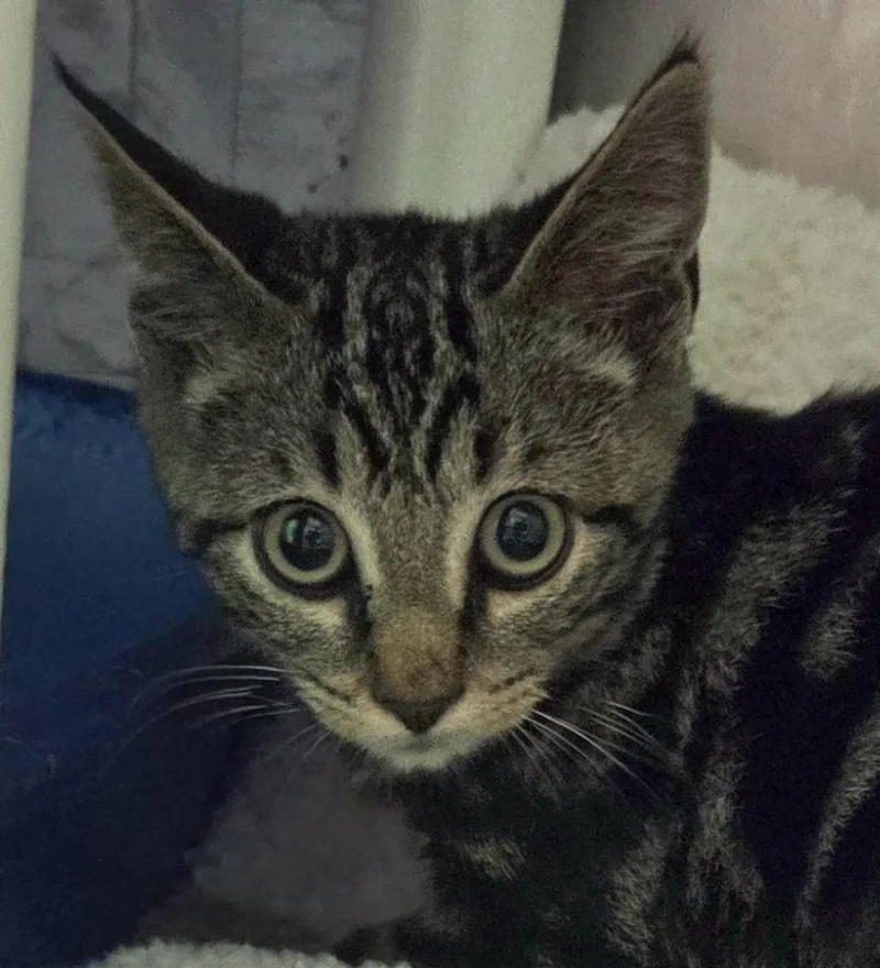 A baby medium-sized male Domestic Short Hair cat named Old Jack for adoption in Olean, NY