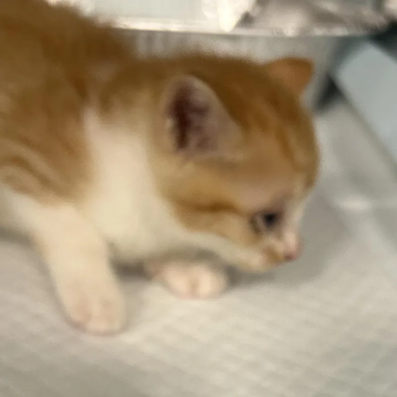 A baby small-sized male Orange / Red Domestic Short Hair cat named Auburn for adoption in Greensboro, NC