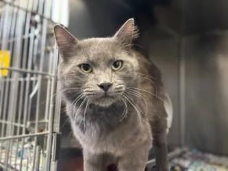 An adult medium-sized male Domestic Short Hair cat named Schooner for adoption in Gainesville, FL