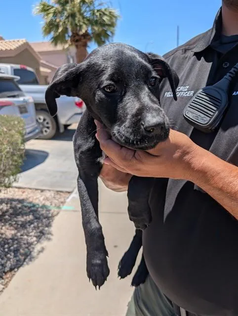 A baby large-sized female Labrador Retriever dog named Skyscraper for adoption in Phoenix, AZ