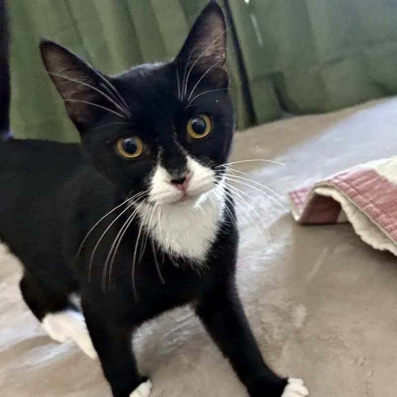 A young medium-sized male Black & White / Tuxedo Tuxedo cat named Toby for adoption in Henderson, NV
